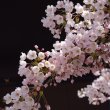 Ogrody Japońskie – czym są i jaką mają charakterystykę 