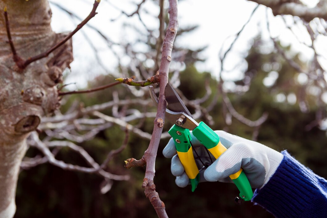 Jak prawidłowo pielęgnować drzewa w swoim ogrodzie – porady ekspertów